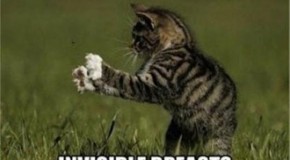 Best Of Invisible Cat – 45 Pics