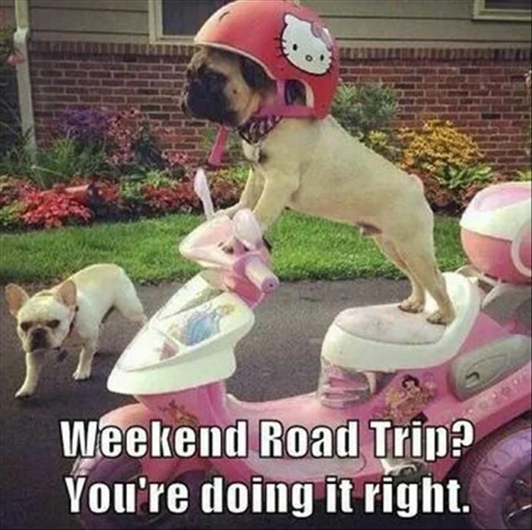 funny-animals-14