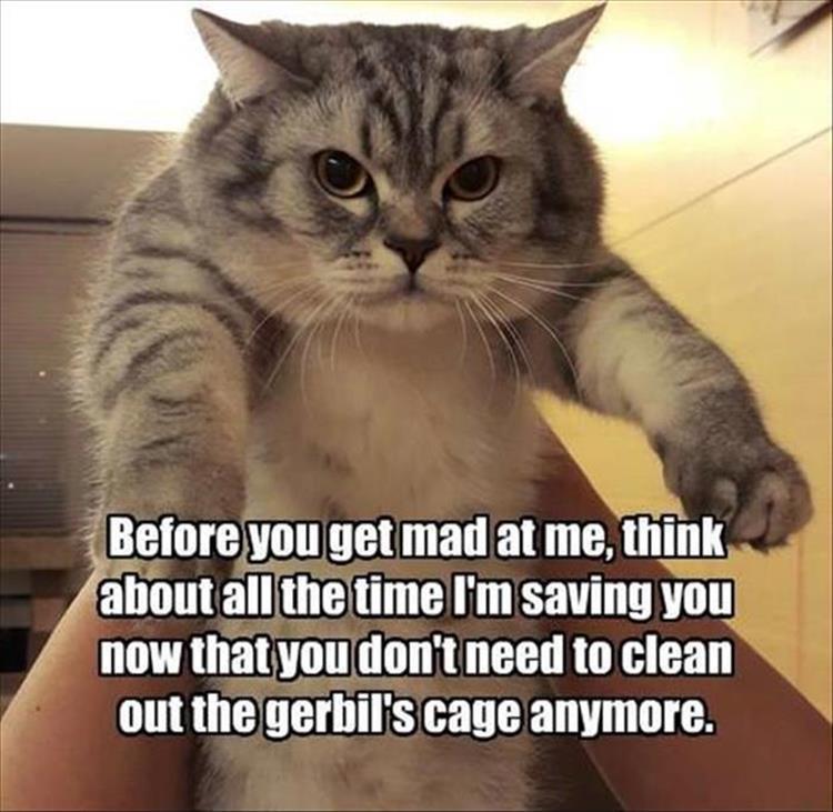 funny-animals-15