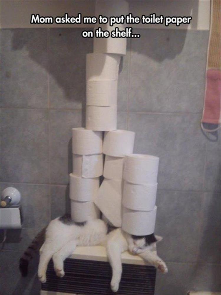 funny-animals-16