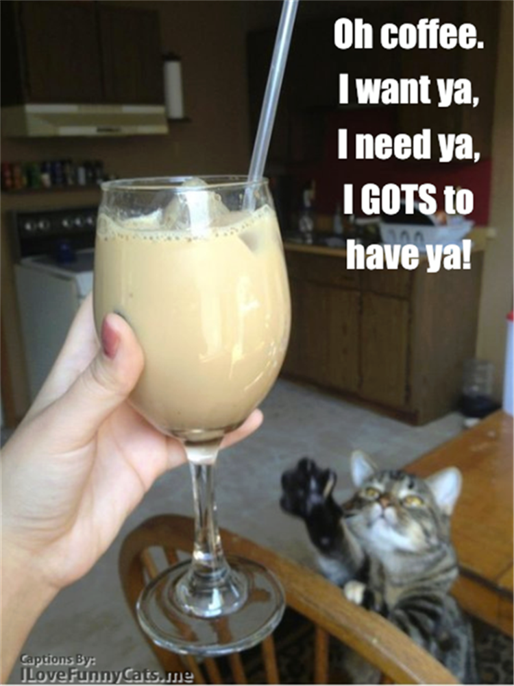 funny-animals-1