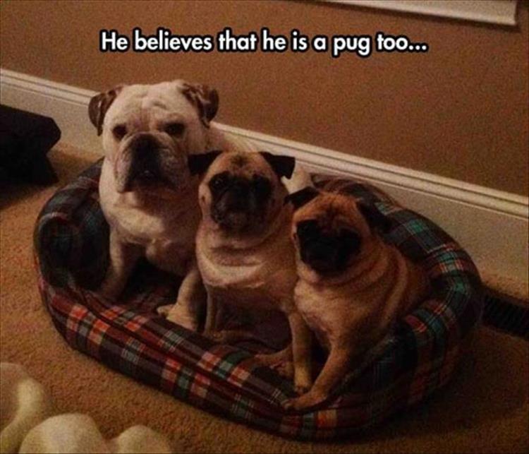 funny-animals-25