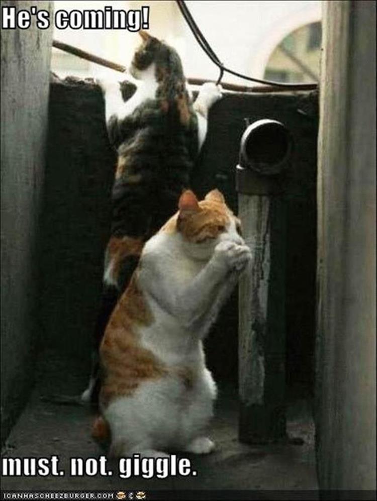 funny-animals-27
