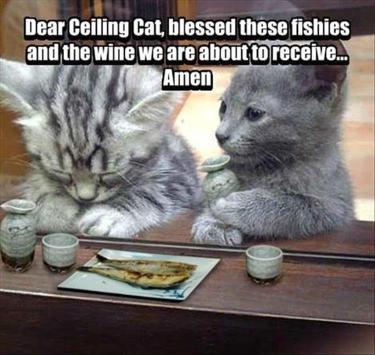 funny-animals-35