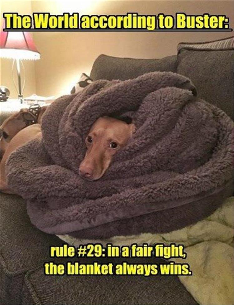 funny-animals-39