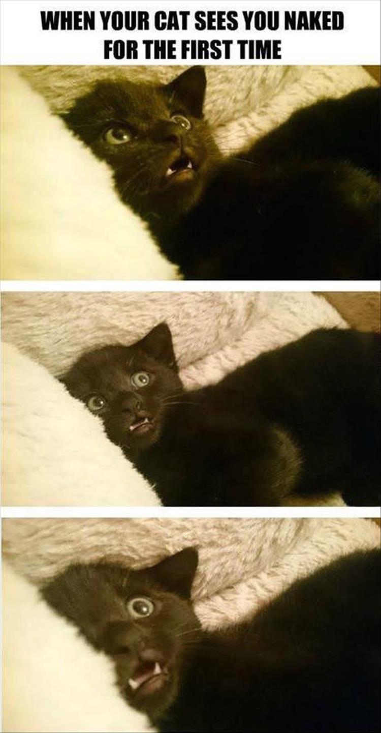 funny-animals-6