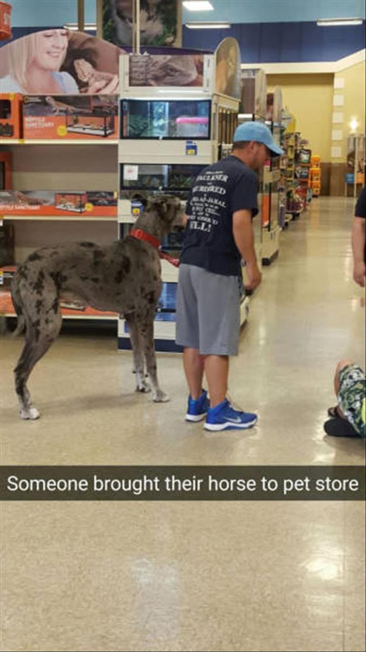 z-funny-animals-49