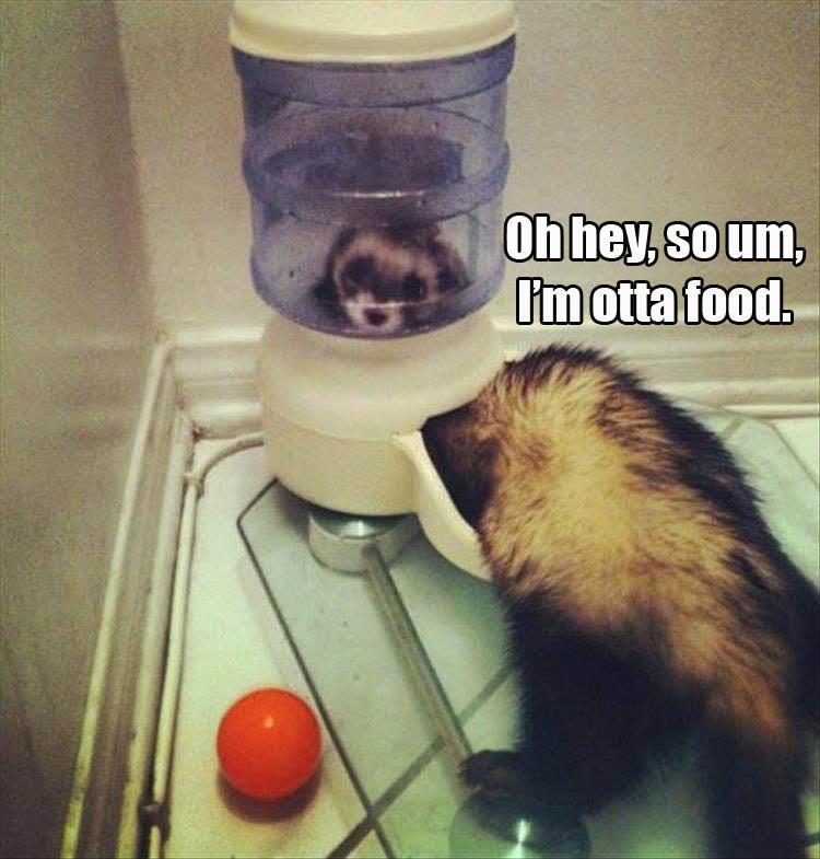 z-funny-animals-55
