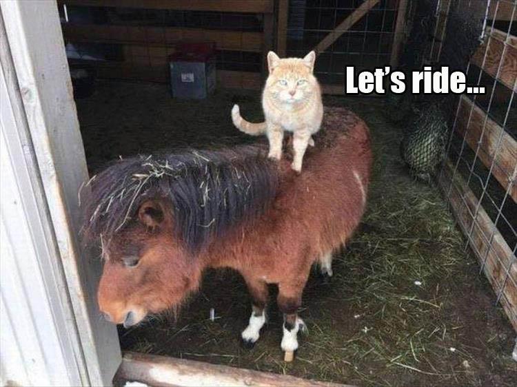 z-funny-animals-57