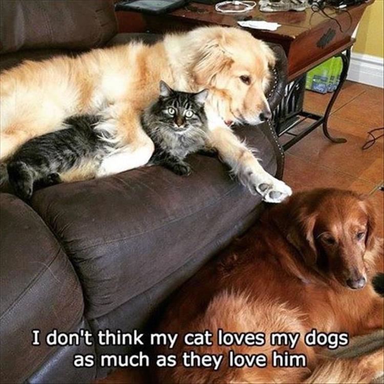 animals (2)