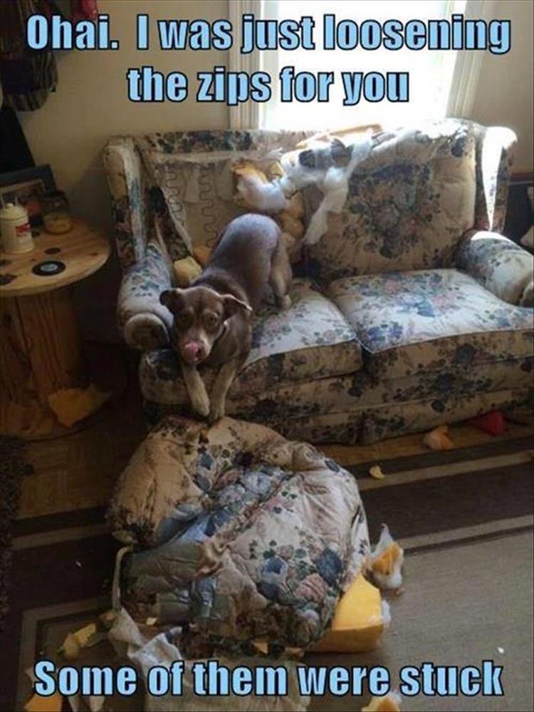 animals (3)